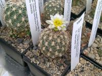 Sclerocactus mesae-verdae-SB71