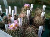 Sclerocactus-glaucus-SB1749-F