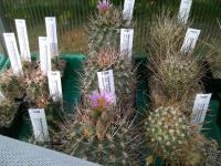 Sclerocactus-glaucus-SB1749