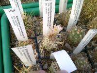Sclerocactus-papyracanthus-SB504-F