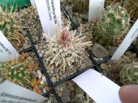 Sclerocactus-papyracanthus-SB504