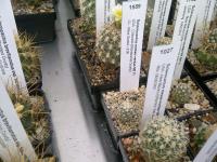 Sclerocactus