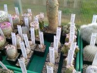 Serre-Mammillaria-1