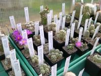 Serre-Mammillaria-2