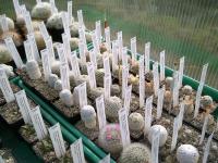 Serre-Mammillaria-blanche