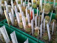 Serre-Sclerocactus-papyracanthus
