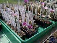 Serre-Turbinicarpus