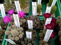 Sulcorebutia