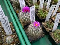 Turbinicarpus viereckii