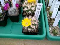 Weingartia lanata AW 188