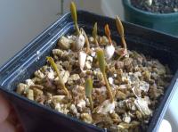 Welwitschia mirabilis
