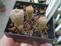 Yavia cryptocarpa
