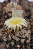 Copiapoa humilis v. longispina AW 91