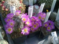 Mammillaria-luethyi