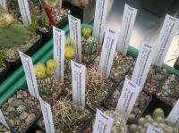Pediocactus-2
