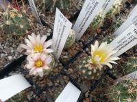 Sclerocactus mesae-verdae