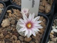 Turbinicarpus valdezianus v. albiflora 