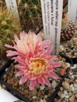 Eriosyce odieri ssp. glabrescens AW364