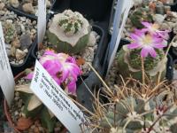 2X-Aztekium-valdezii