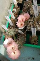 Austrocactus-patagonicus-KF-461