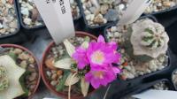 Aztekium valdezii KS 1355