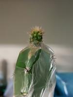 Brachycereus-R