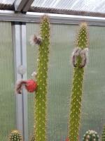 Cleistocactus longiserpens ssp. erectus GC 1070.02 Fruit
