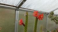 Cleistocactus longiserpens ssp. erectus GC 1070.02