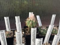 Echinocactus horizonthalonius var. subikii VM 324
