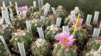 Echinocactus horizonthalonius