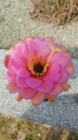 Echinopsis hybride 2-2000 violett, orangefarbener Streifen