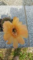 Echinopsis hybride 5-2000 orange