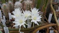 Echinopsis polyancistra TUG