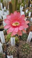 Echinopsis sp. AW 177
