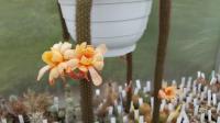 Hildewintera Badisch Gold