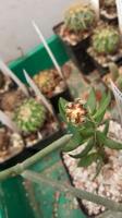 Mammillaria bertholdii-G