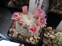 Mammillaria hermosana VZD 1181