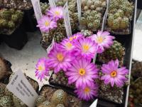 Mammillaria saboae ssp. roczekii ROG 757
