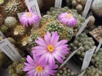 Mammillaria saboae ssp. roczekii