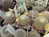 Mammillaria solisioides