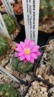 Matucana oreodoxa ssp. roseiflora GC 1084.04-2