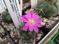 Matucana oreodoxa ssp. roseiflora GC 1084.04