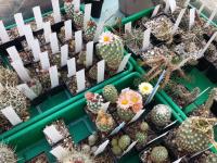 Pediocactus-2
