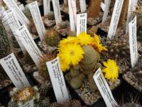 Rebutia heliosoides LH 1544