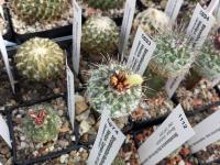 Strombocactus corregidorae