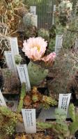 Tephrocactus geometricus AW 65