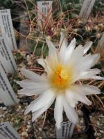 Thelocactus hexaedrophorus PD 136