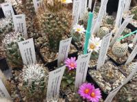 Turbinicarpus alonsoi TCS 21002