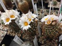 Turbinicarpus graminispinus VM 817