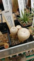 Yavia cryptocarpa P 517